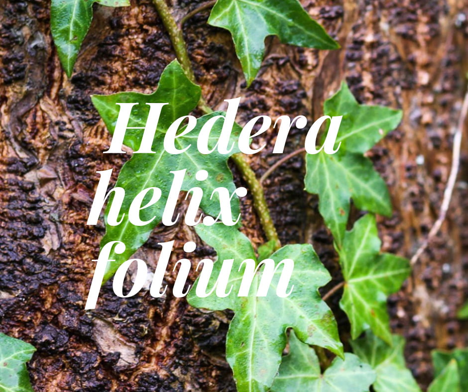 Prospan Şurup Fiyatı 2025! - Prospan Nedir?